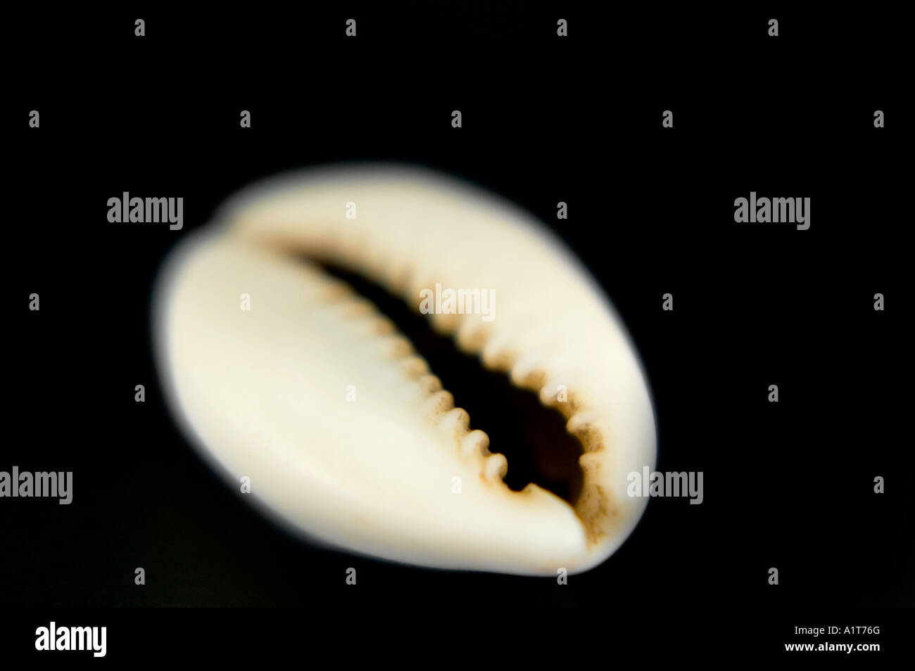 Squarell Shell Shell ad hi-res stock photography and images - Alamy