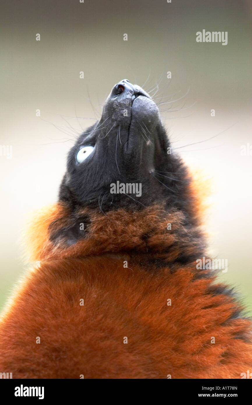 Red Ruffed Lemar Red ruffed lemur Stock Photo - Alamy