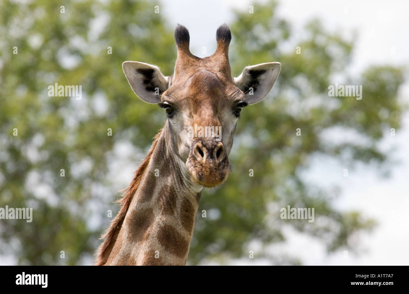 A giraffe face looking at viewer with tree in background in Kruger National Park in South Africa Stock Photo