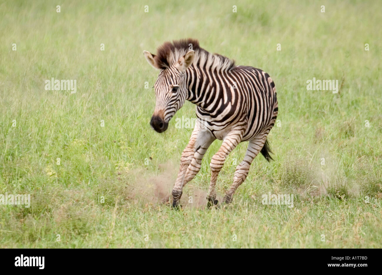 A young zebra colt running and playing in Kruger National Park Stock Photo