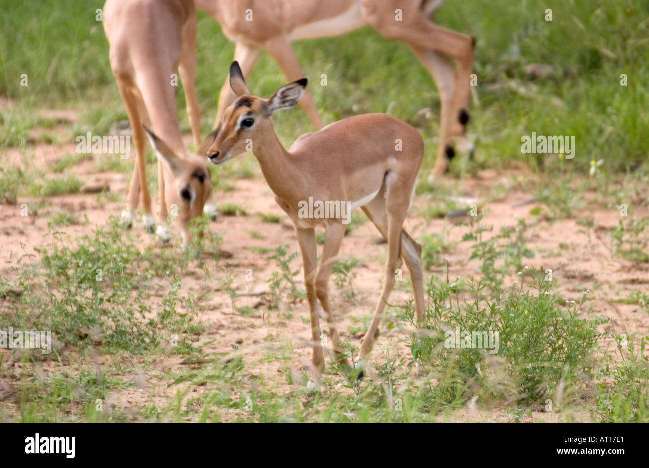 Young impala in kruger hi-res stock photography and images - Alamy