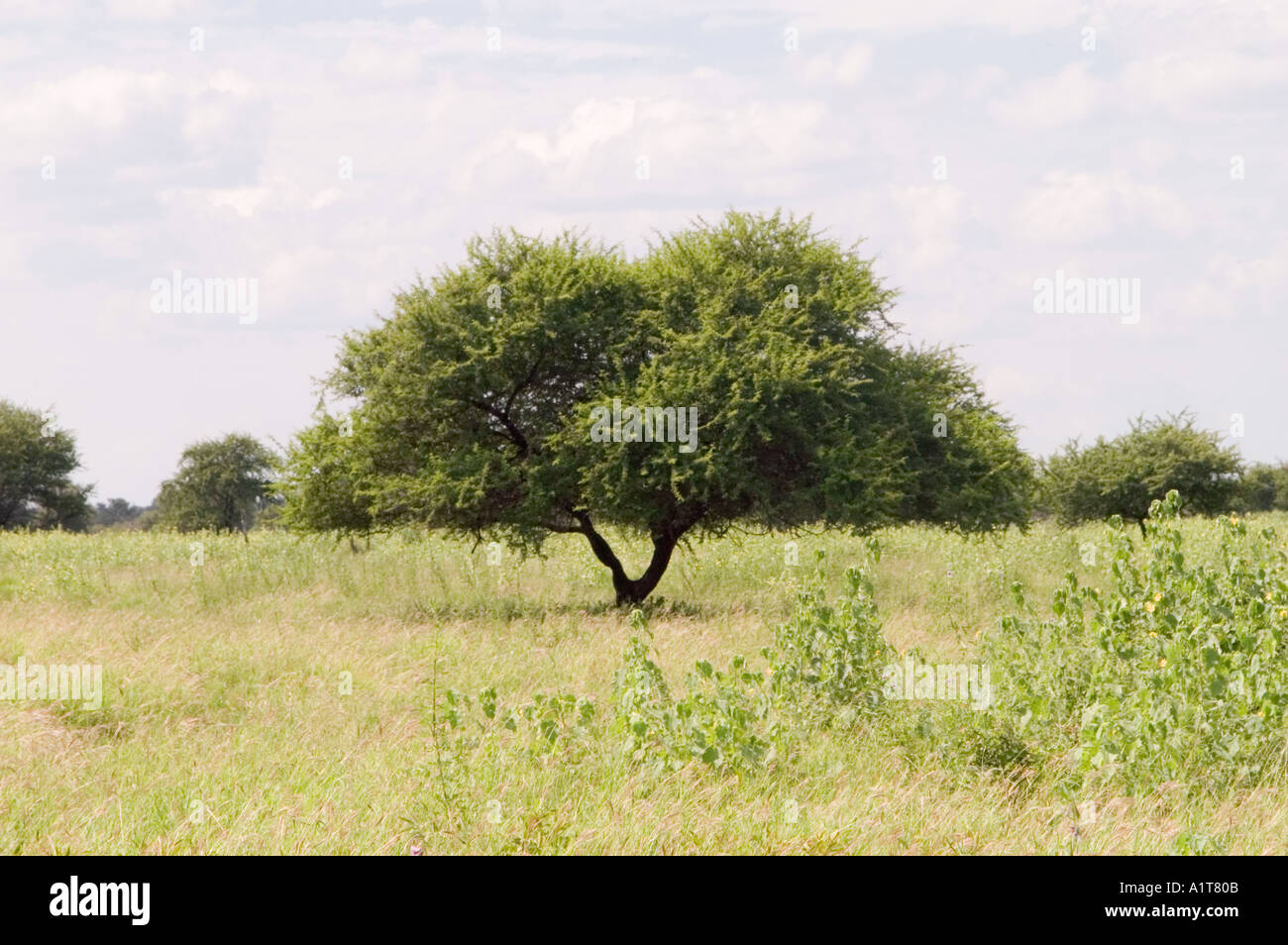 An umbrella acacia tree alone in the bush in Kruger National Park in South Africa Stock Photo