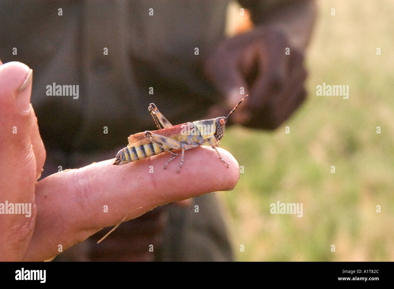An adult grashopper on a Caucasian man s finger with the torso and hand of African man in background in Kruger National Park Stock Photo
