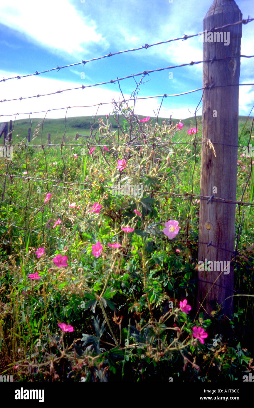 Western Country Scene Barbed Wire Fence And Wild Flowers Alberta Alberta Canada Stock Photo Alamy