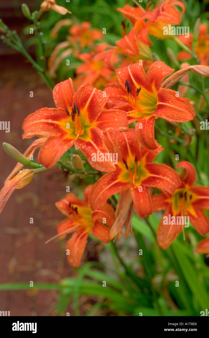 Orange tiger lilies blooming in the garden. Door County Wisconsin WI
