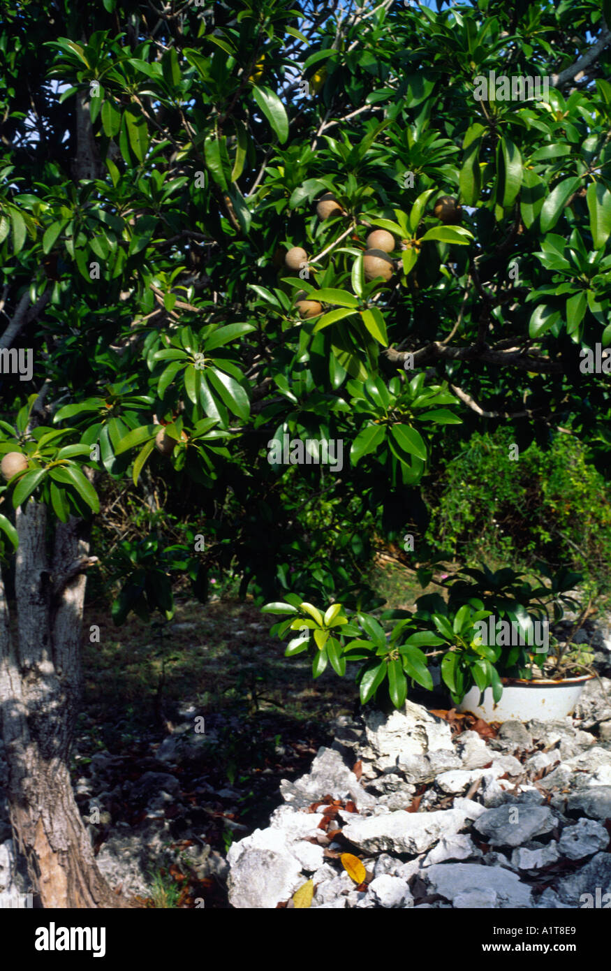 Naseberry tree Cayman Brac Stock Photo