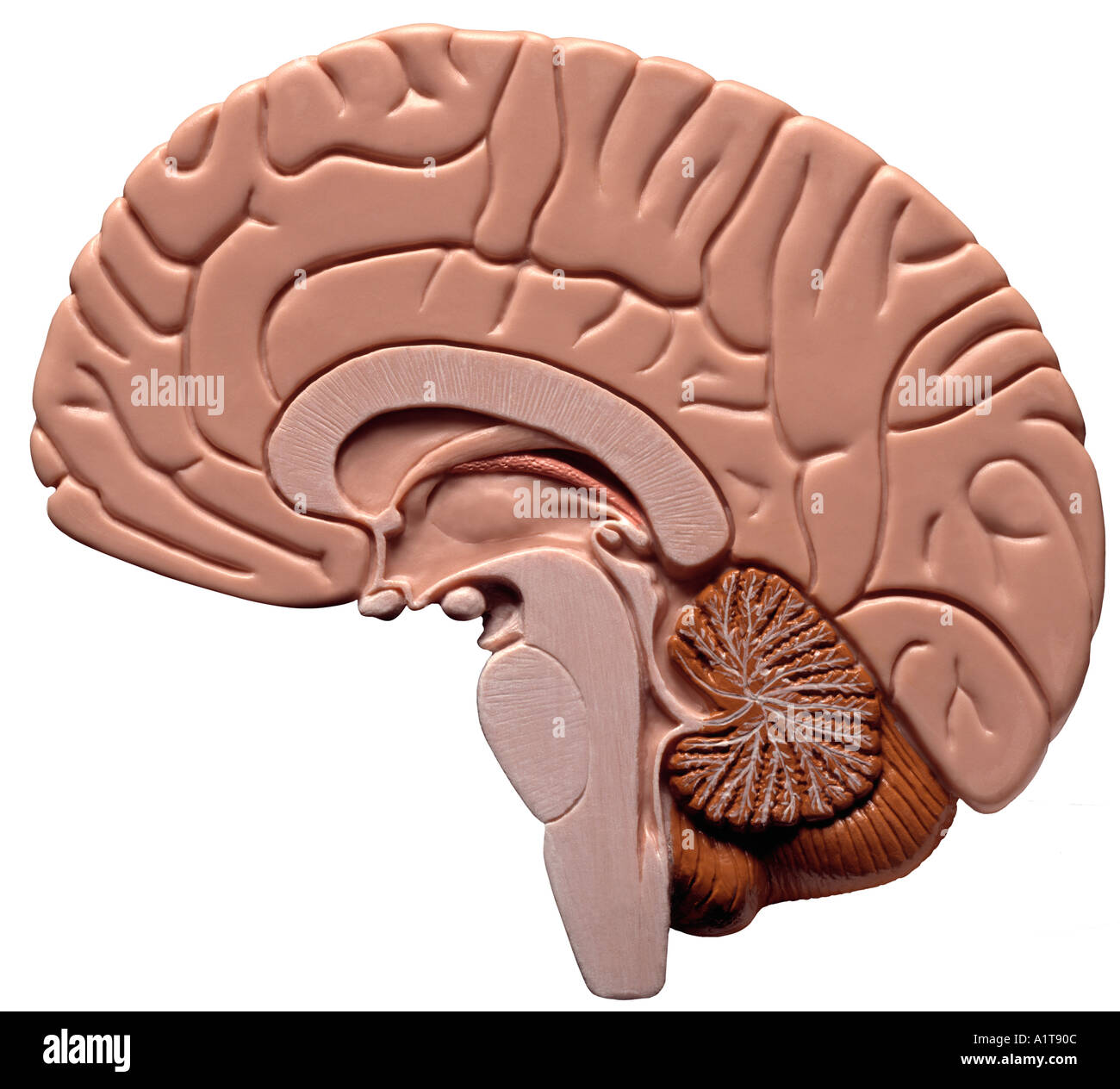 Brain Side View Side View Illustration Of The Brain C - vrogue.co