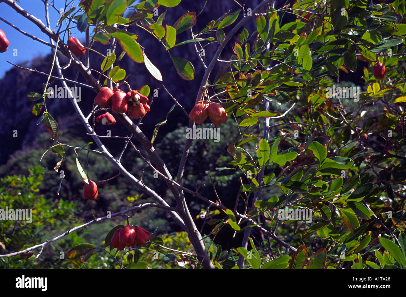 Ackee fruit tree Cayman Brac Cayman Islands Stock Photo