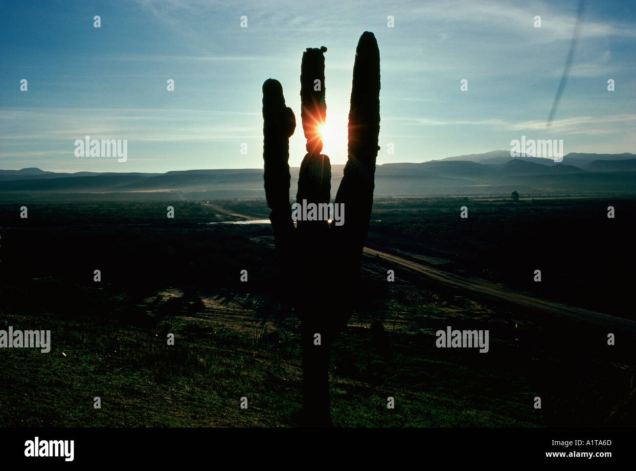 Sonora desert mexico hi-res stock photography and images - Alamy