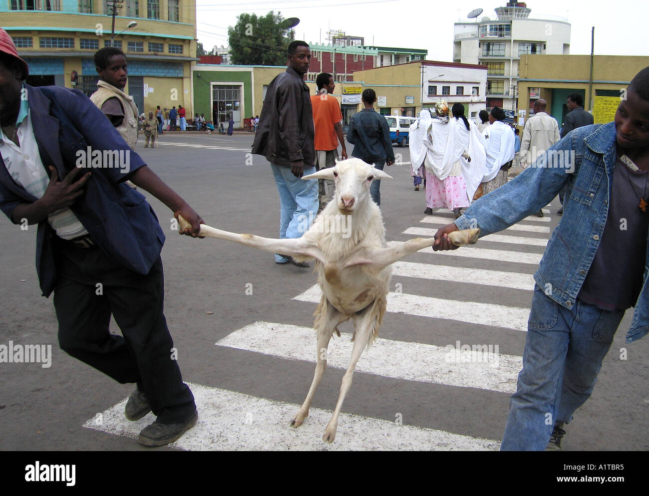 Goat Slaughter Stock Photos & Goat Slaughter Stock Images 