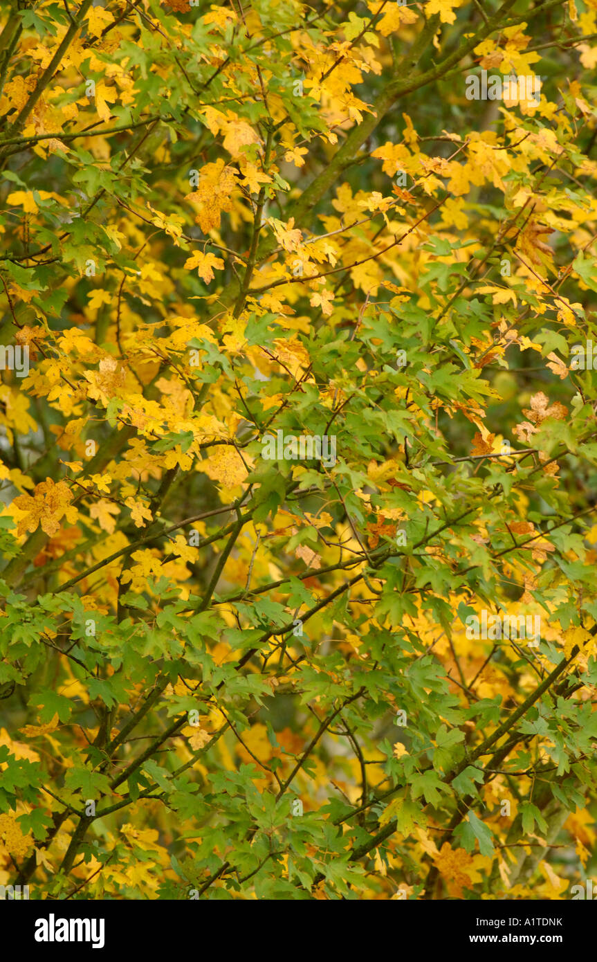 M autumn colours hi-res stock photography and images - Alamy