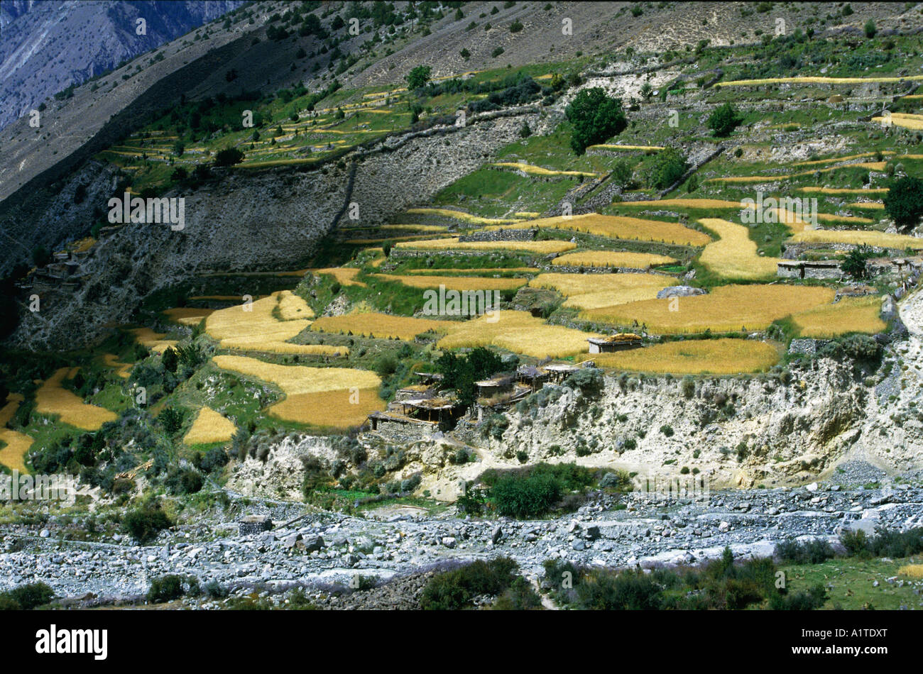 agricultural terraced fields bagrot valley region of karakoram pakistan Stock Photo