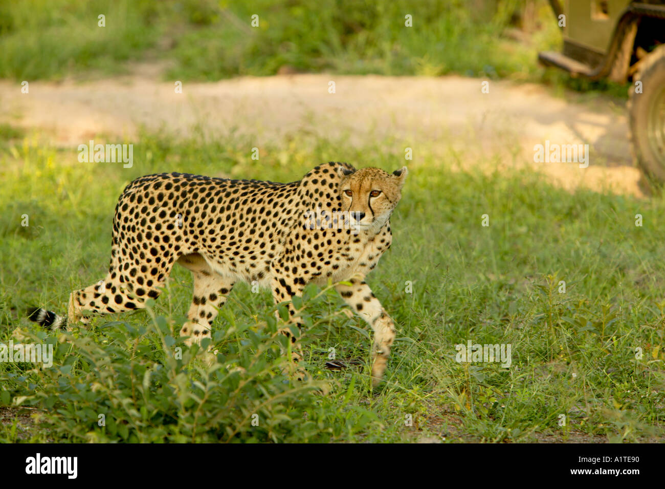 Cheetah Idube Game Reserve South Africa Stock Photo Alamy