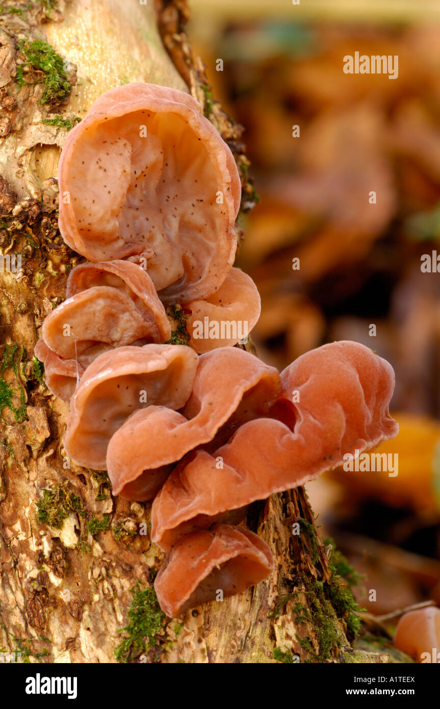 Jelly Ear fungus growing on Elder Stock Photo