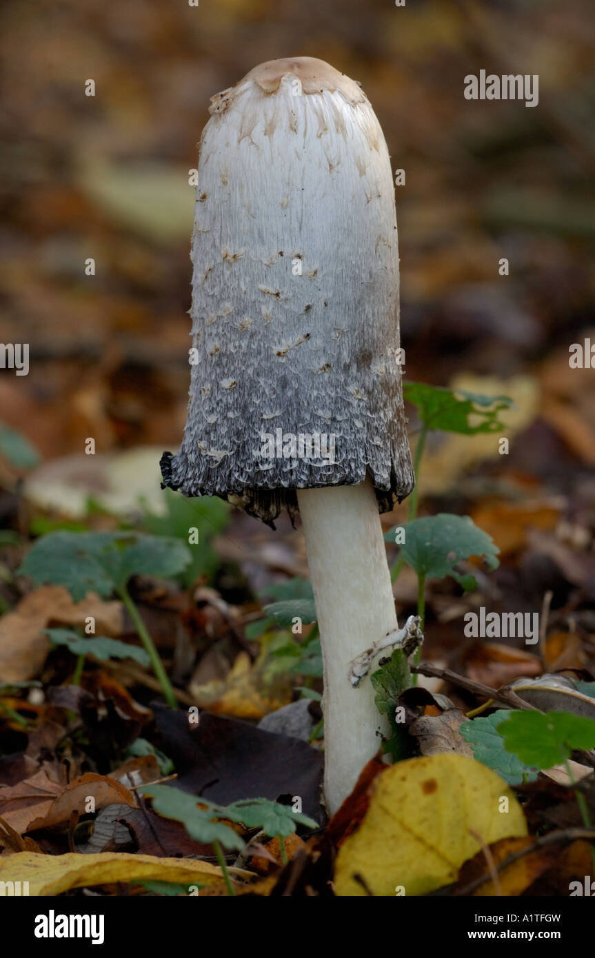 Shaggy Inkcap in woodland Stock Photo