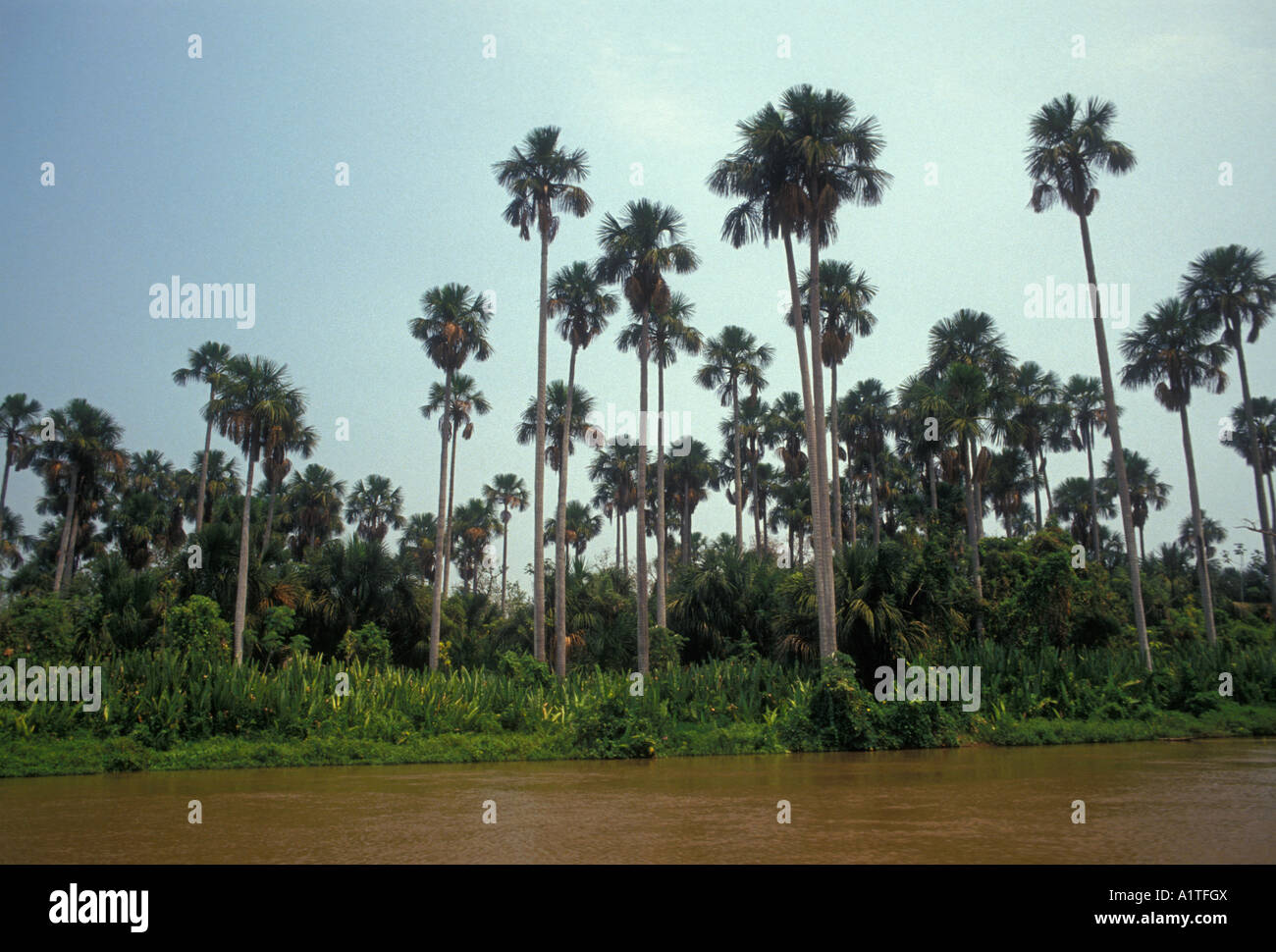 palm trees, Aquidauana River, Caiman Ecological Refuge, Pantanal, Mato Grosso do Sul State, Brazil, South America Stock Photo