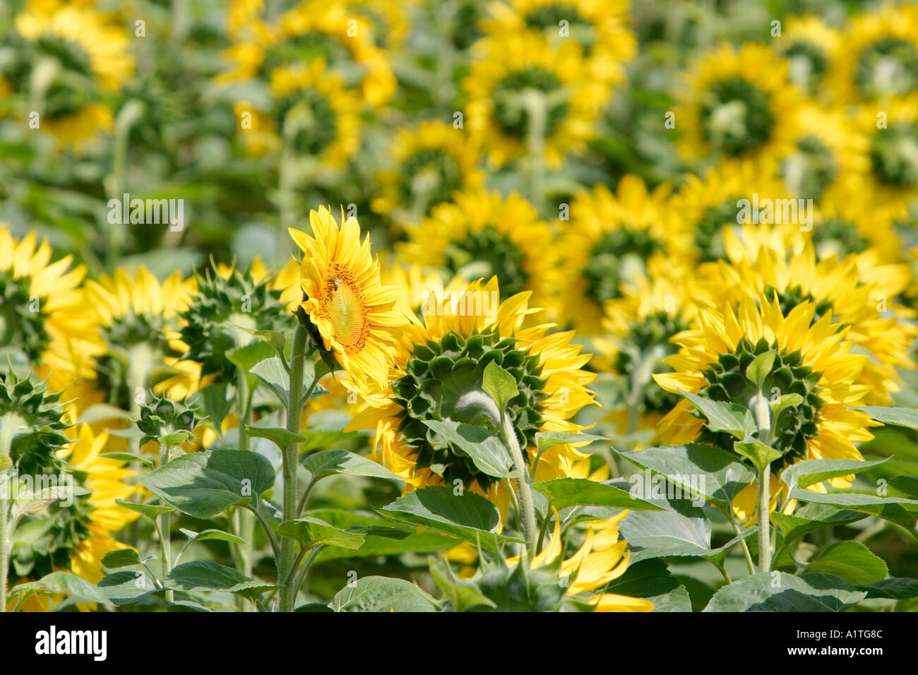 Sunflower Heads Turning Towards Sun Stock Photo Alamy