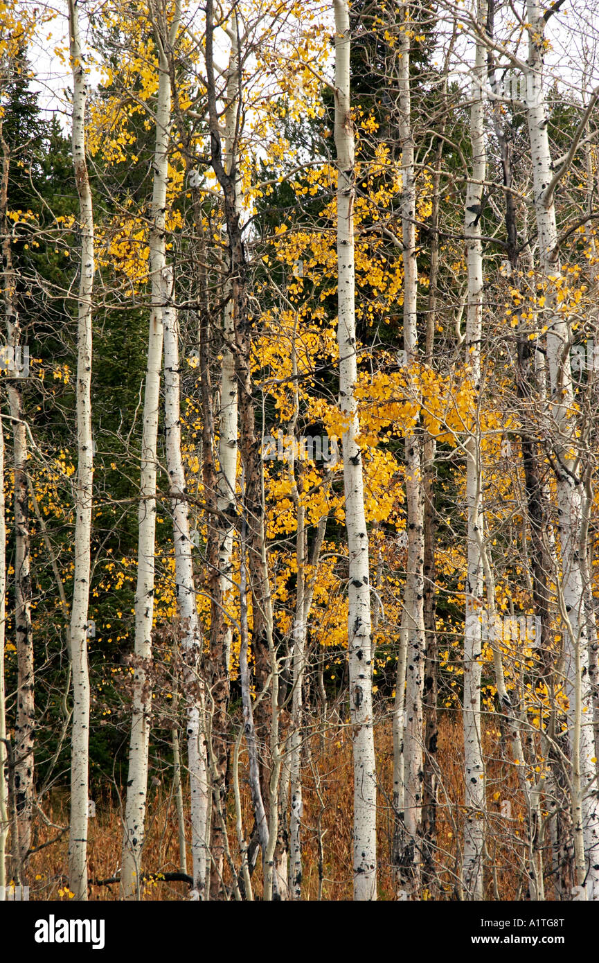 Birch tree leaves hi-res stock photography and images - Alamy