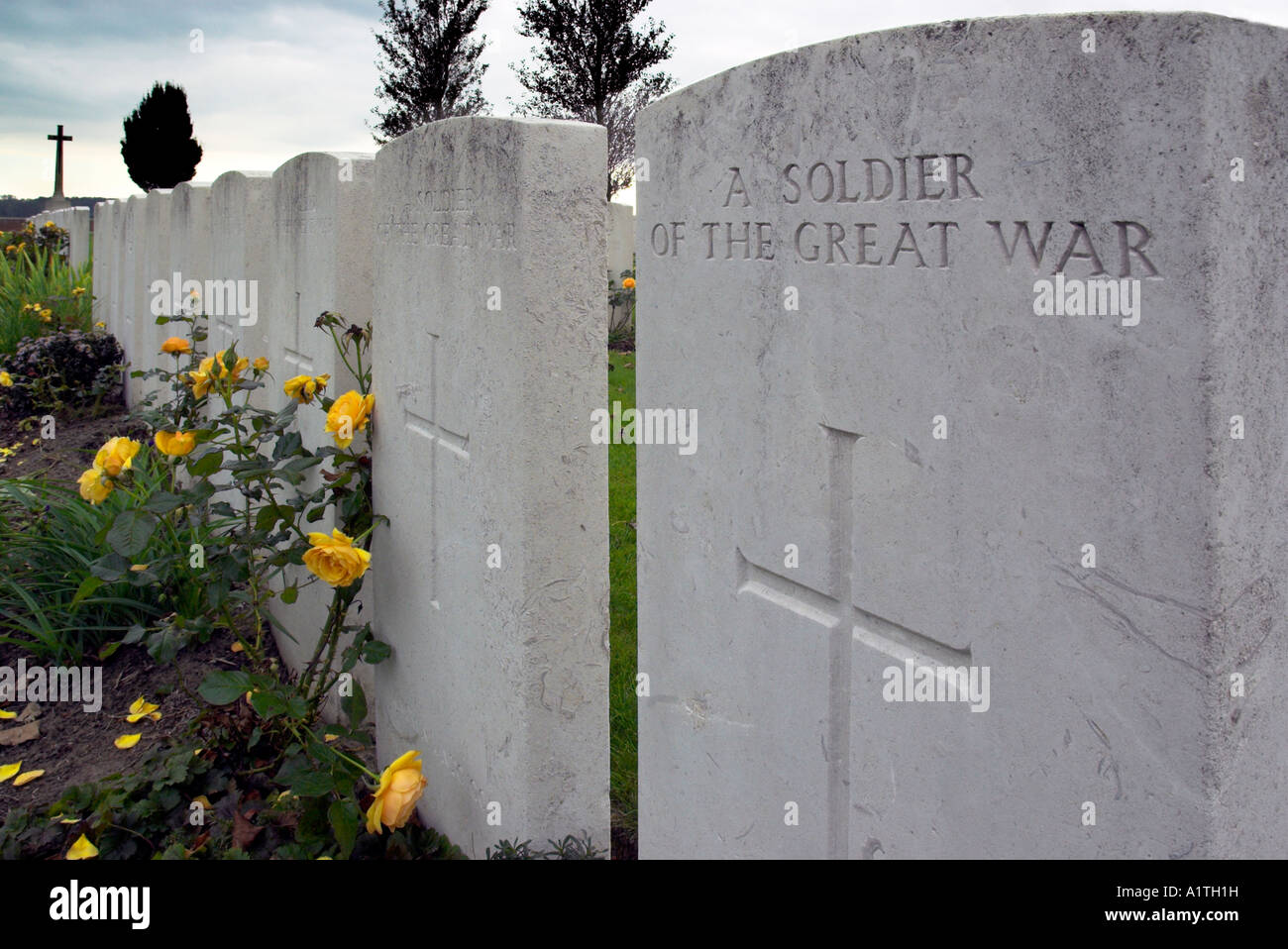 Yellow roses growing by a grave marked A Soldier of The Great War Stock Photo