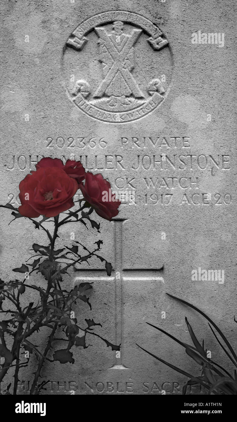Red roses growing by the grave of Private John Miller Johnstone of The Black Watch in a war cemetery in Ypres Belgium Stock Photo