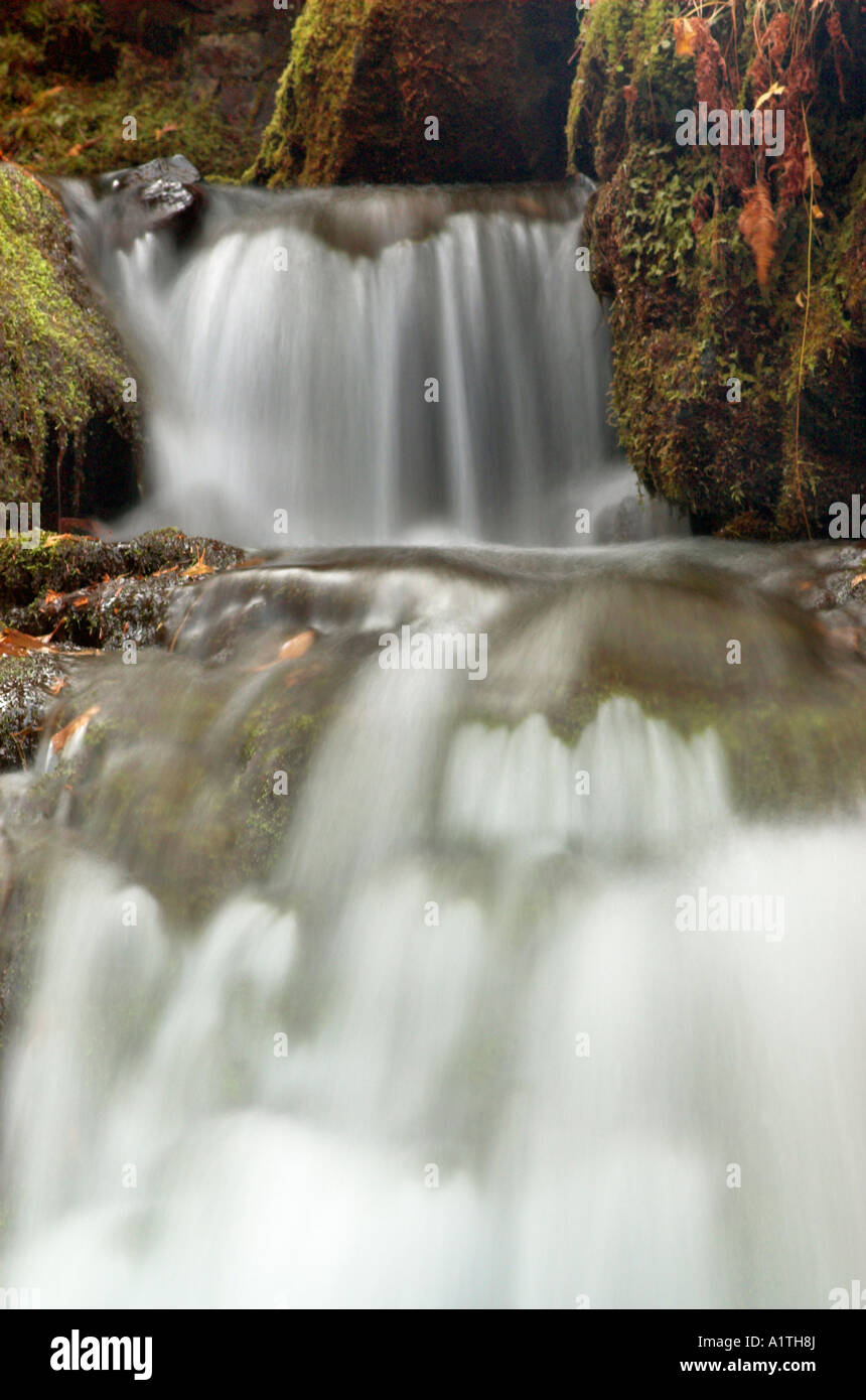 A small waterfall in a woodland stream Stock Photo