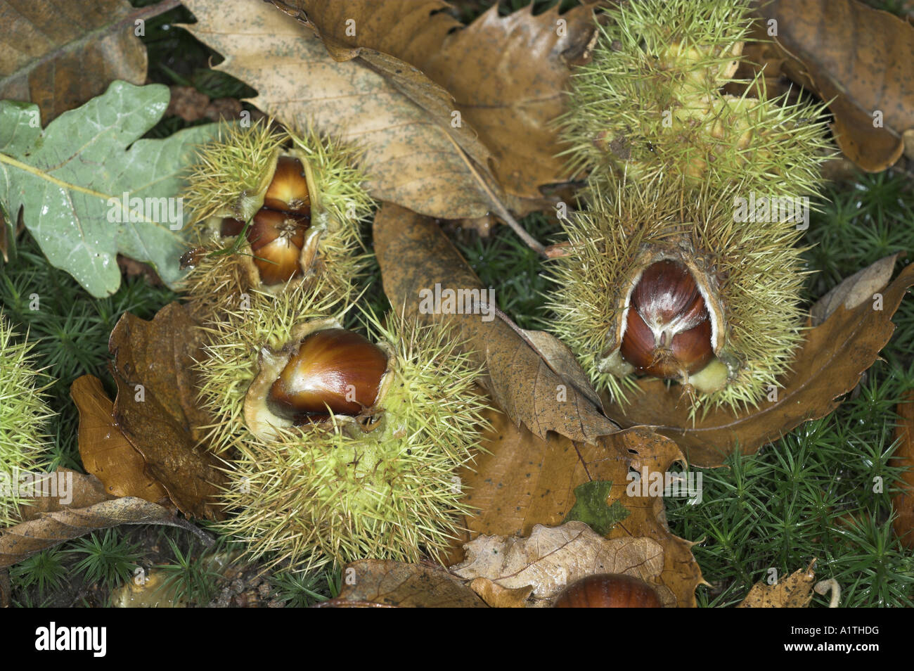 Sweet Chestnuts in Autumn woodland Stock Photo