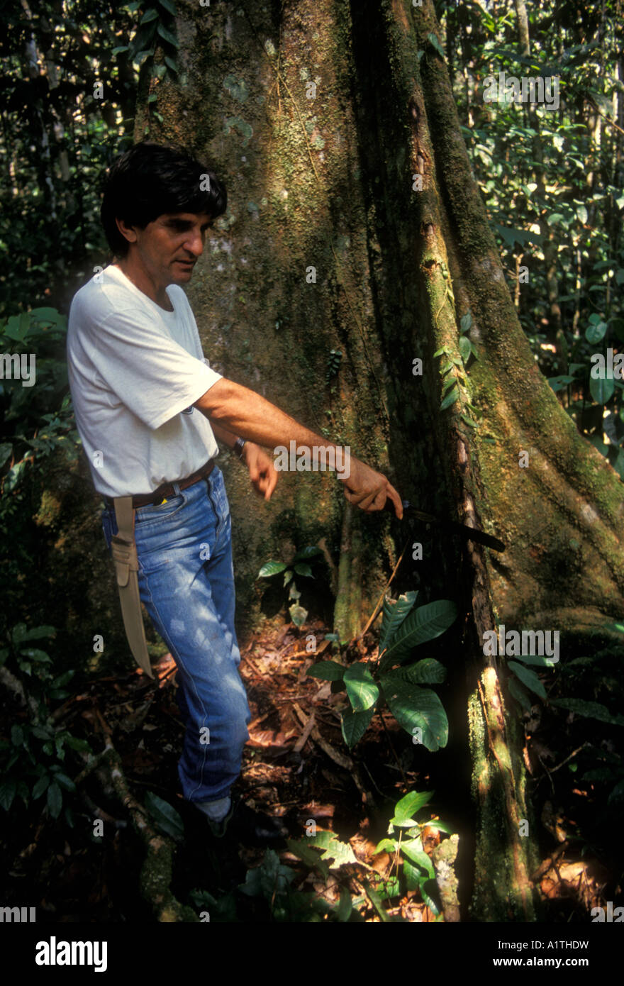 Brazilian man, guide, naturalist, Itauba tree, Puraquequara River, northeast of Manaus, Amazon River Basin, Amazonas State, Brazil, South America Stock Photo