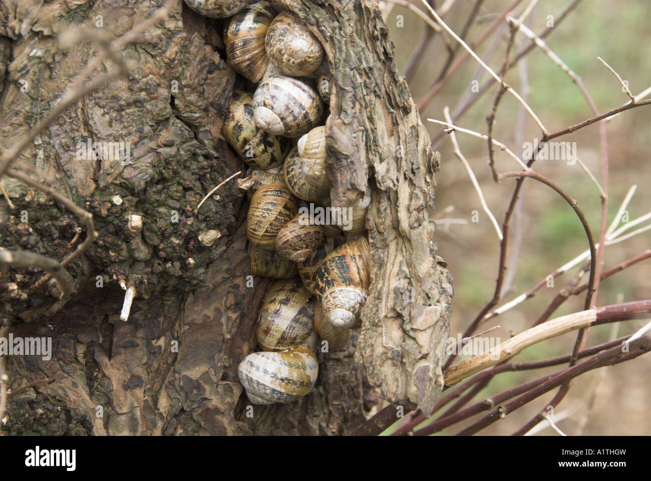 Common garden snails helix aspersa group hibernating on elm stump