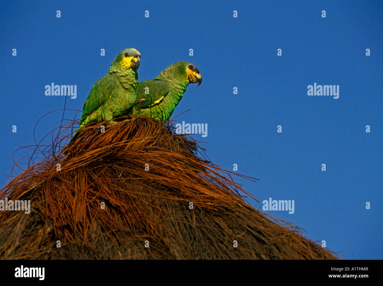 Green parrot, Green parrots, Amazon Village Jungle Lodge, Puraquequara River, northeast of Manaus, Amazonas State, Brazil, South America Stock Photo