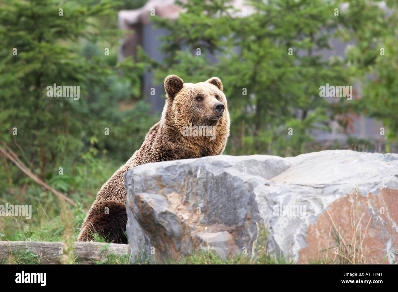 Brown Bear Tail High Resolution Stock Photography and Images - Alamy