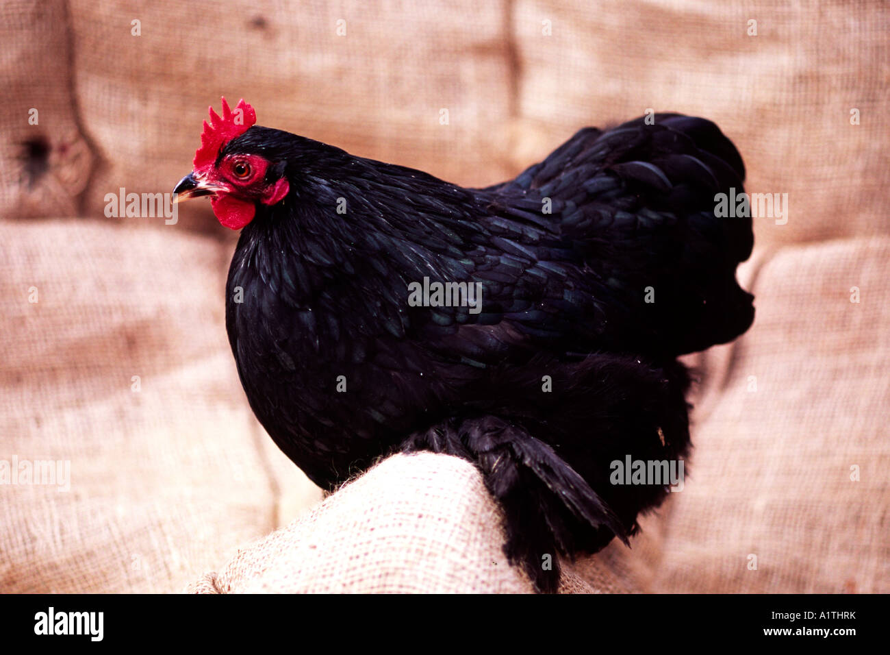 Black Pekin bantam hen. A typical backyard small chicken breed. Stock Photo