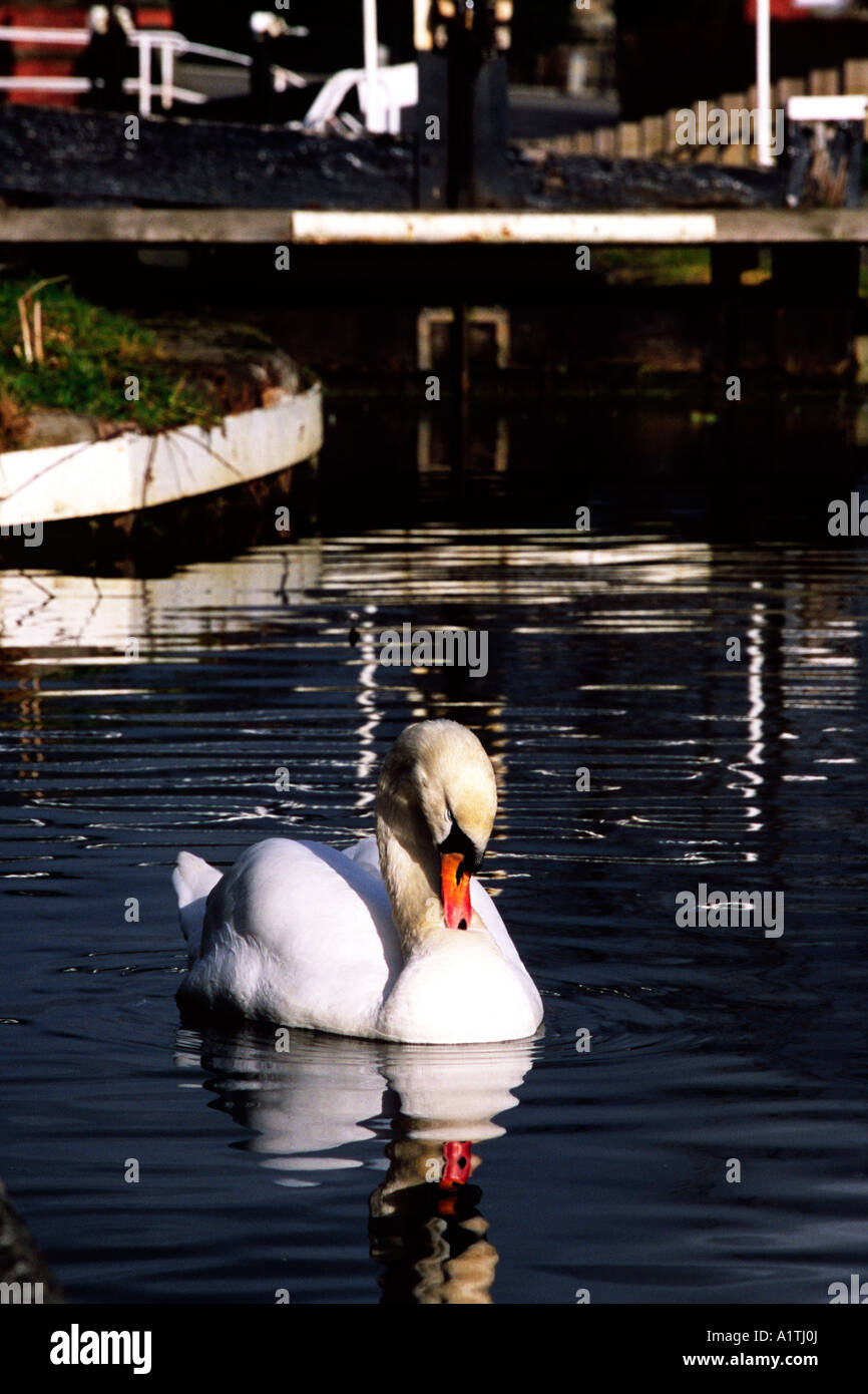 Mute Swan (Cygnus olor) on the Montgomery Canal in the centre of Welshpool, Powys, Wales, UK. Stock Photo