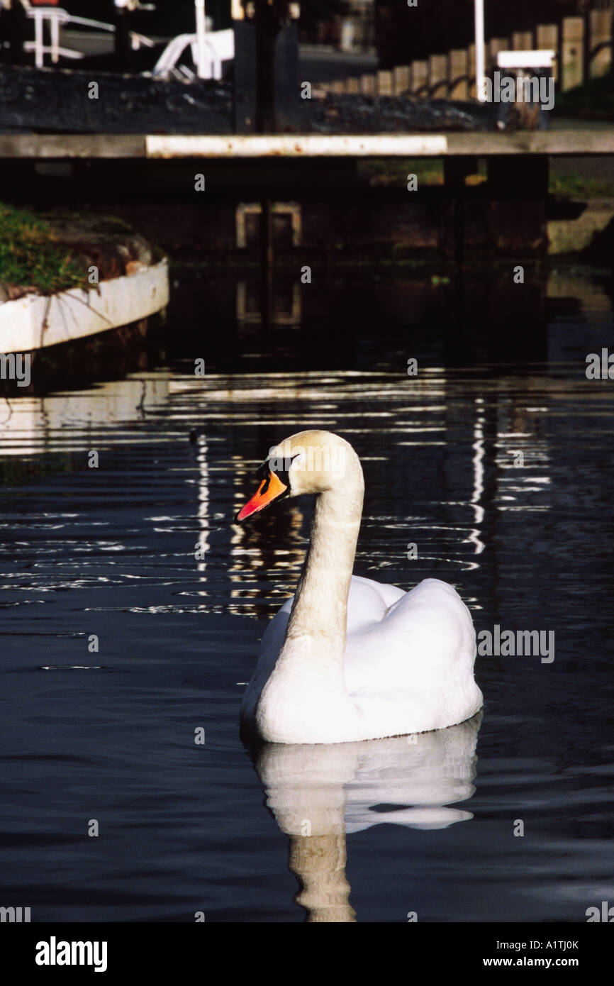 Mute Swan (Cygnus olor) on the Montgomery Canal in the centre of Welshpool. Powys, Wales, UK. Stock Photo