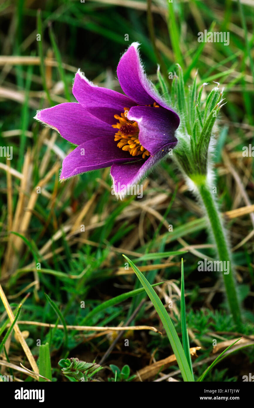 Pasque Flower Pulsatilla vulgaris flowering at one of it's native sites in the Cotswolds. Gloucestershire, England. Stock Photo