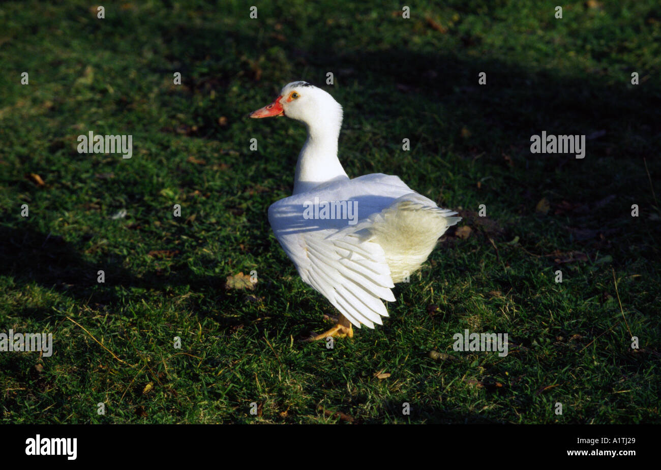 duck France Stock Photo Alamy