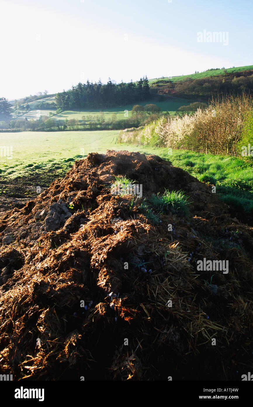 Muck heap on an organic farm. Powys, Wales, UK. Stock Photo