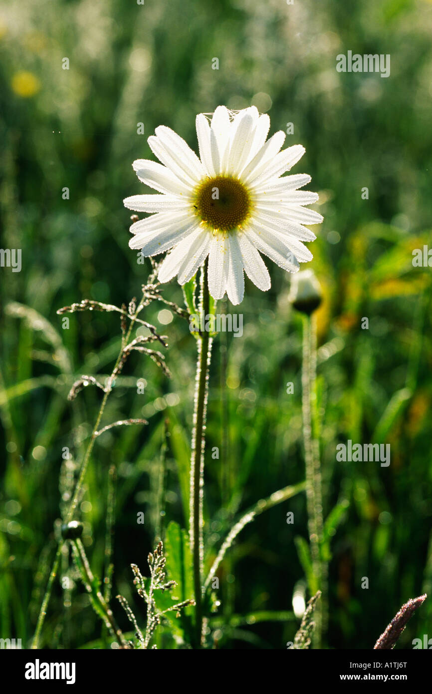 A single flower of Ox-eye Daisy (Leucanthemum vulgare) in a meadow at ...