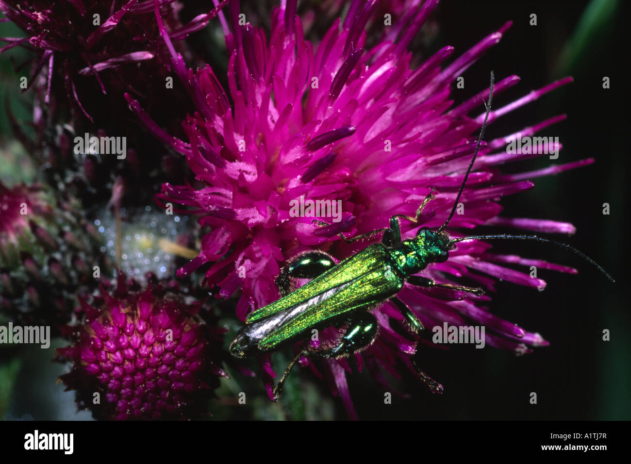 Thick-legged Flower Beetle (Oedemera nobilis) feeding on a Marsh Thistle flower. Upton Broad, Norfolk, England. Stock Photo