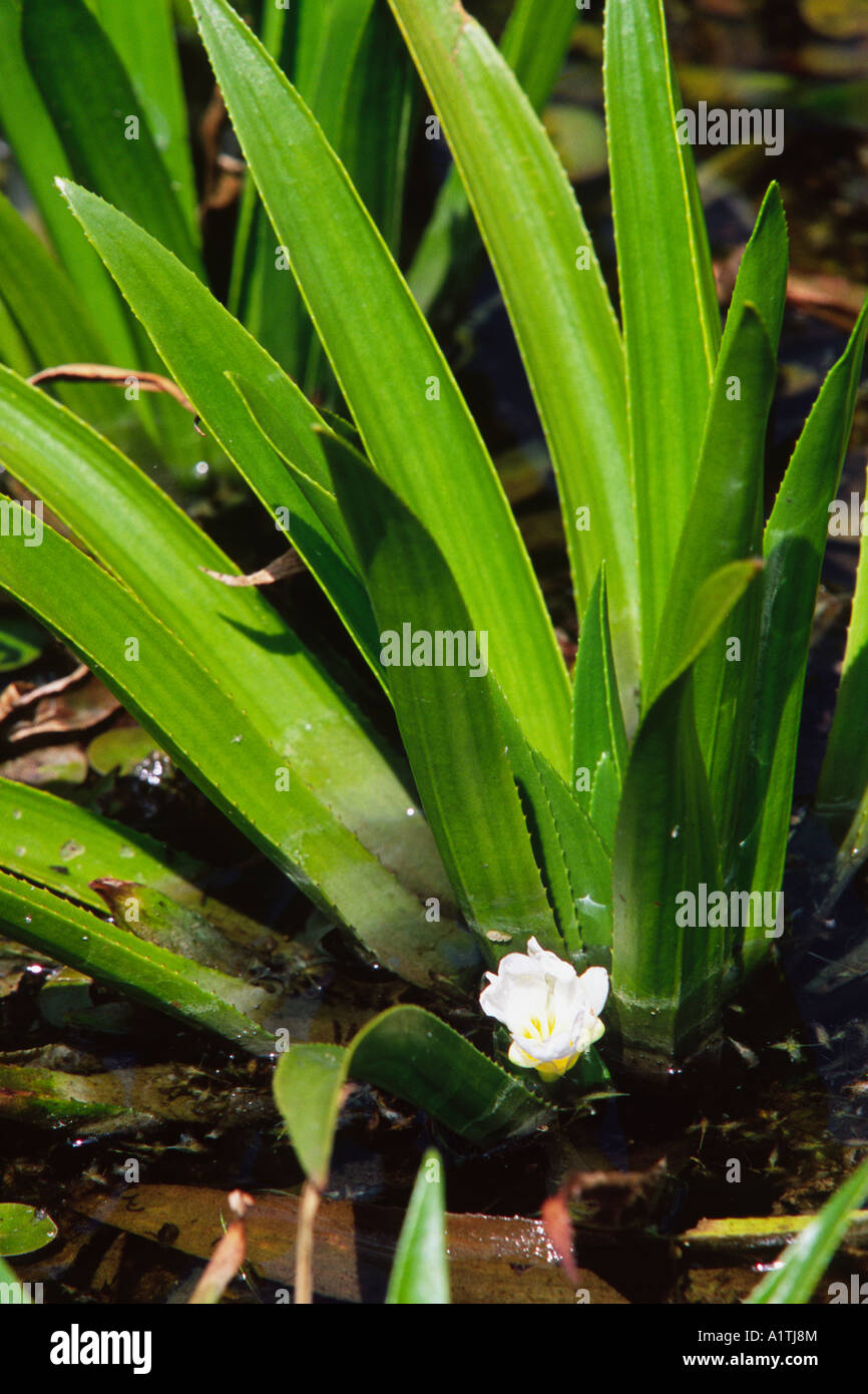 Water Soldier (Stratiotes aloides) flowering in a dyke at Strumpshaw Fen, Norfolk, England. Stock Photo