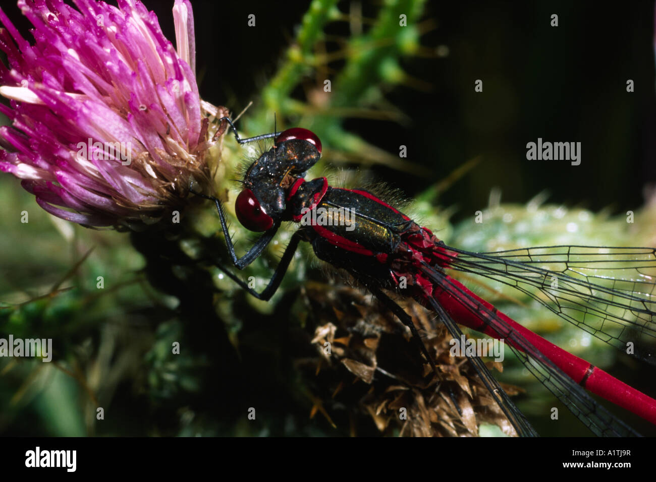 Large Red Damselfly (Pyrrhosoma nymphula) resting on a Marsh Thistle flower. Powys, Wales, UK. Stock Photo