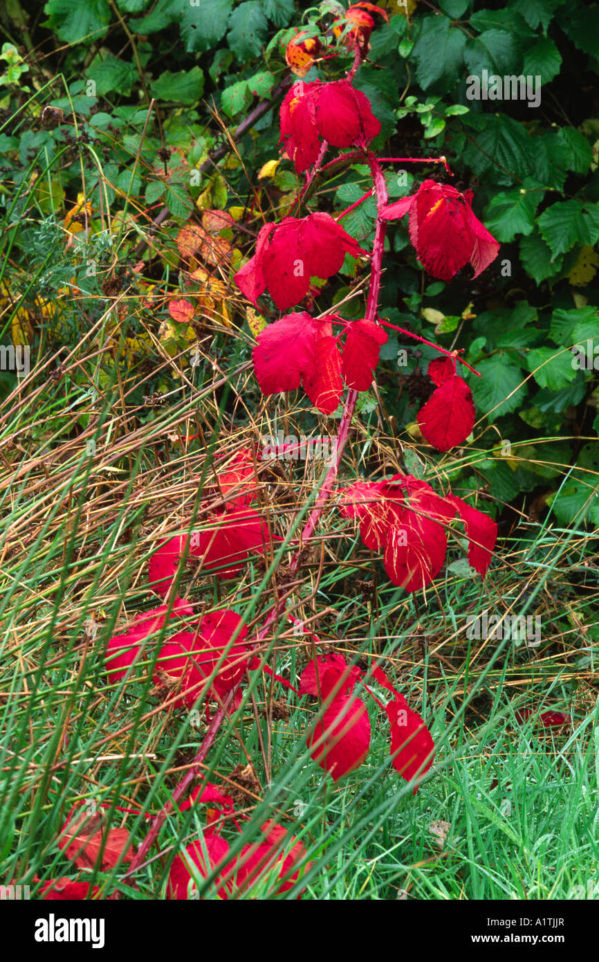 Bramble (Rubus fruticosus agg.) shoot with leaves turned crimson in Autumn. Powys, Wales, UK. Stock Photo