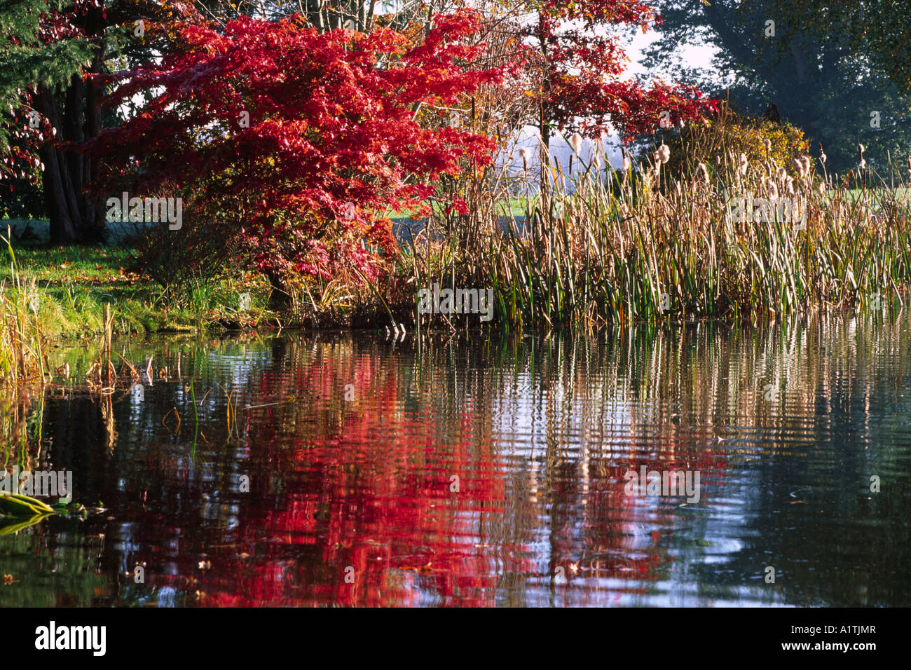An Autumn Maple reflecting ina garden lake with Bulrushes. Glansevern Gardens, Powys, Wales, UK. Stock Photo