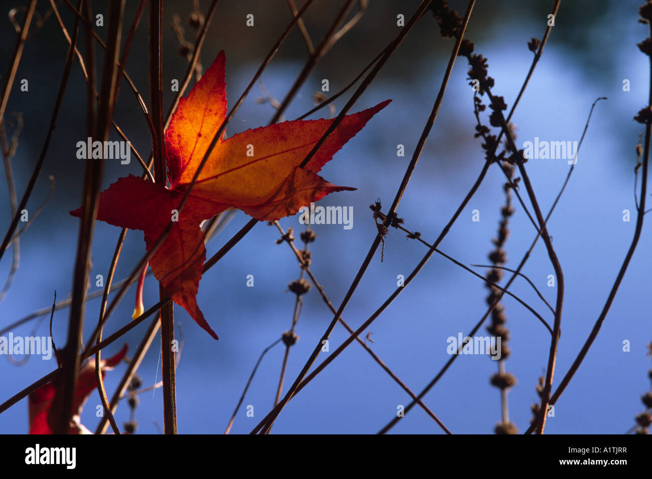 An Autumn Maple leaf caught by the seedheads of Purple Loosestrife beside a garden lake. Stock Photo