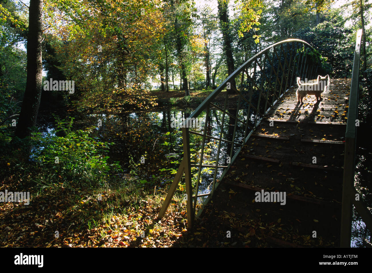 Dog on a bridge over a woodland pool in Autumn. Glansevern Gardens, Powys, Wales, UK. Stock Photo