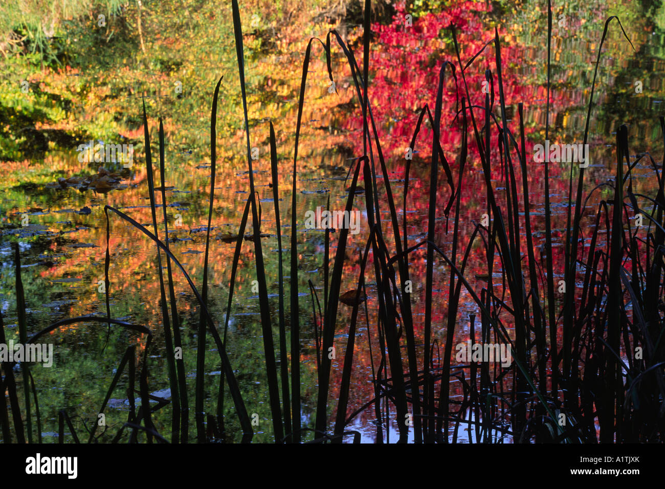 Autumnal reflections in a garden lake with silhouettes of Bulrushes. Glansevern Gardens, Powys, Wales, UK. Stock Photo