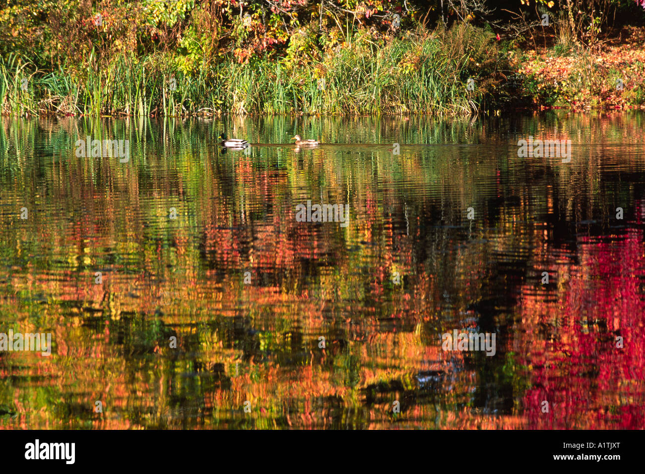 Autumnal reflections in a garden lake with a pair of Mallard Ducks (Anas platyrhynchos). Stock Photo