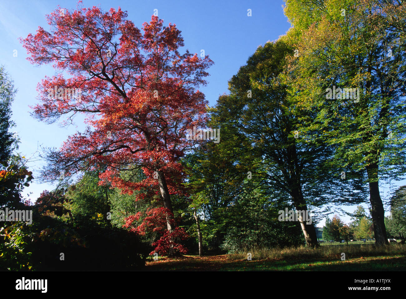 Scarlet Oak (Quercus coccinea) in Autumn foliage with Beech trees. Glansevern Gardens, Powys, Wales, UK. Stock Photo