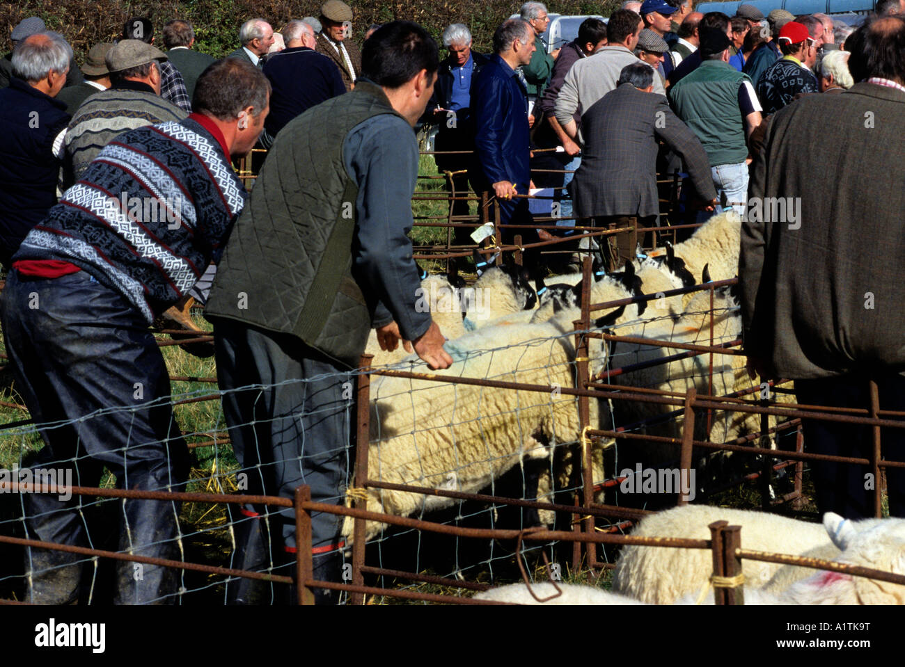 Market workers sorting sheep ready for the sale ring at the annual Llanidloes breeding sheep sale. Stock Photo