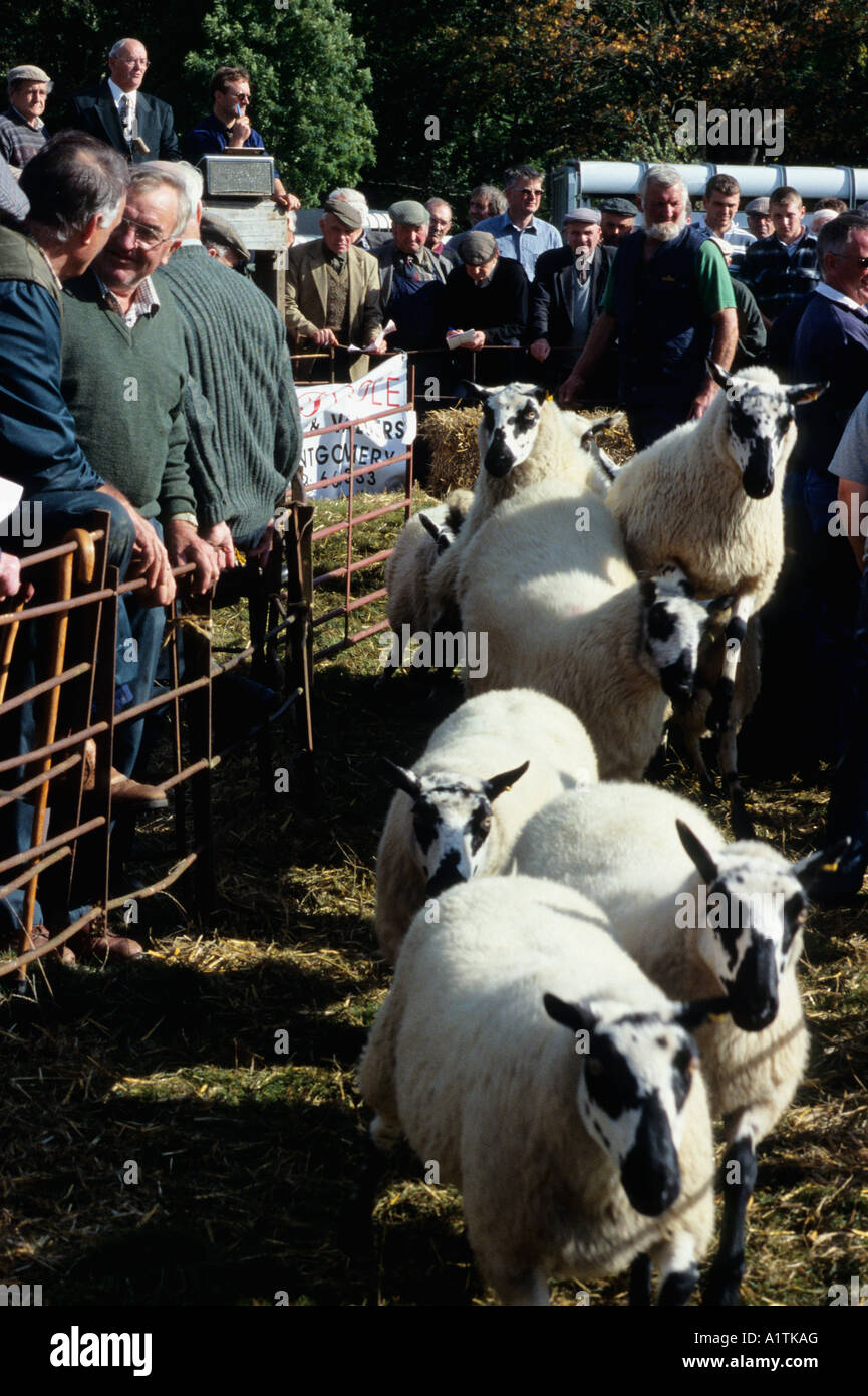 Sheep leaving the sale ring after being sold at the annual Llanidloes breeding sheep sale. Stock Photo