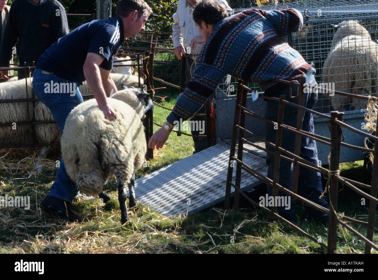 Ram being loaded after sale at the annual Llanidloes breeding sheep sale. Held the first friday in October. Powys, Wales, UK. Stock Photo